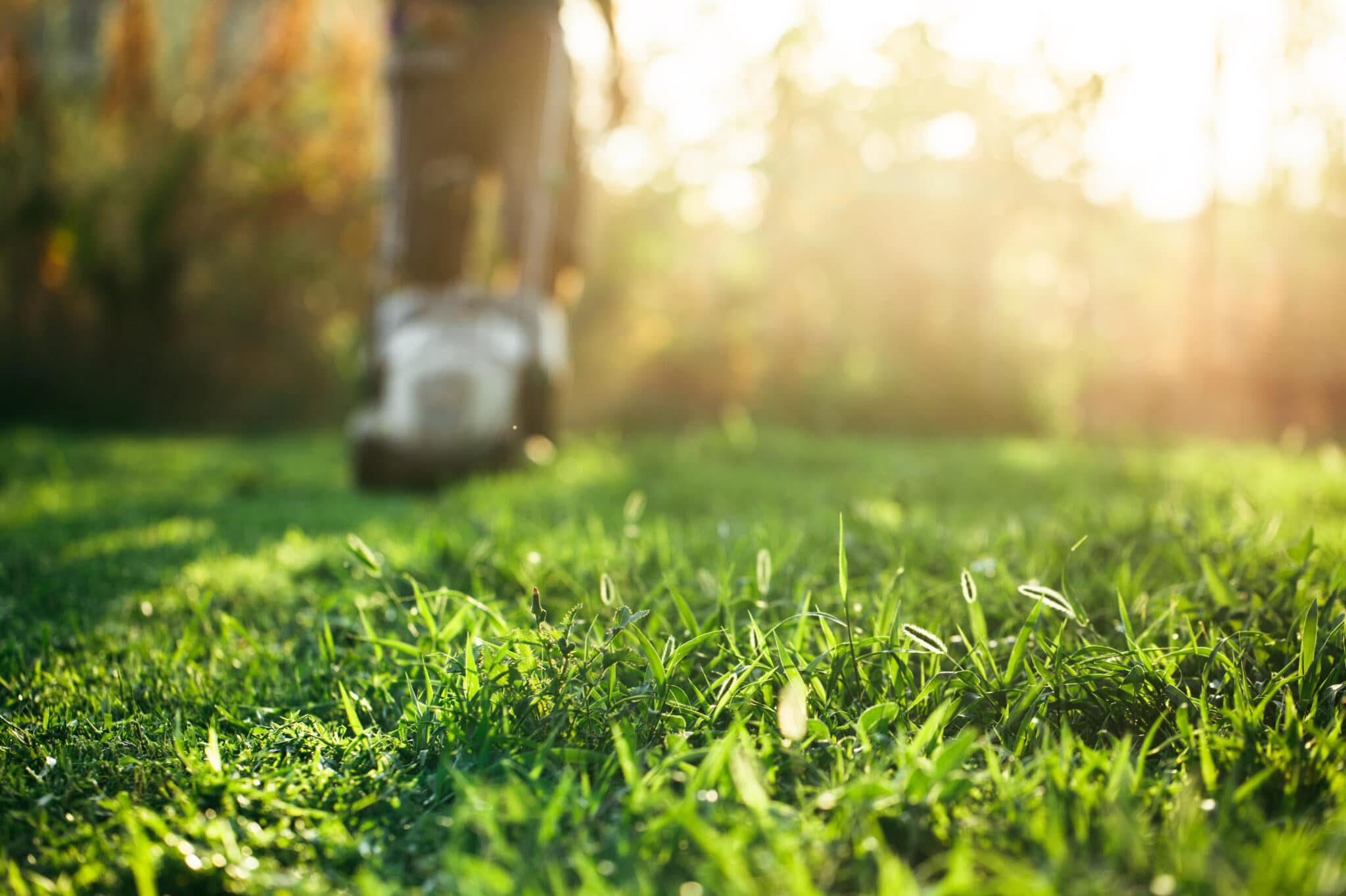 lawn care