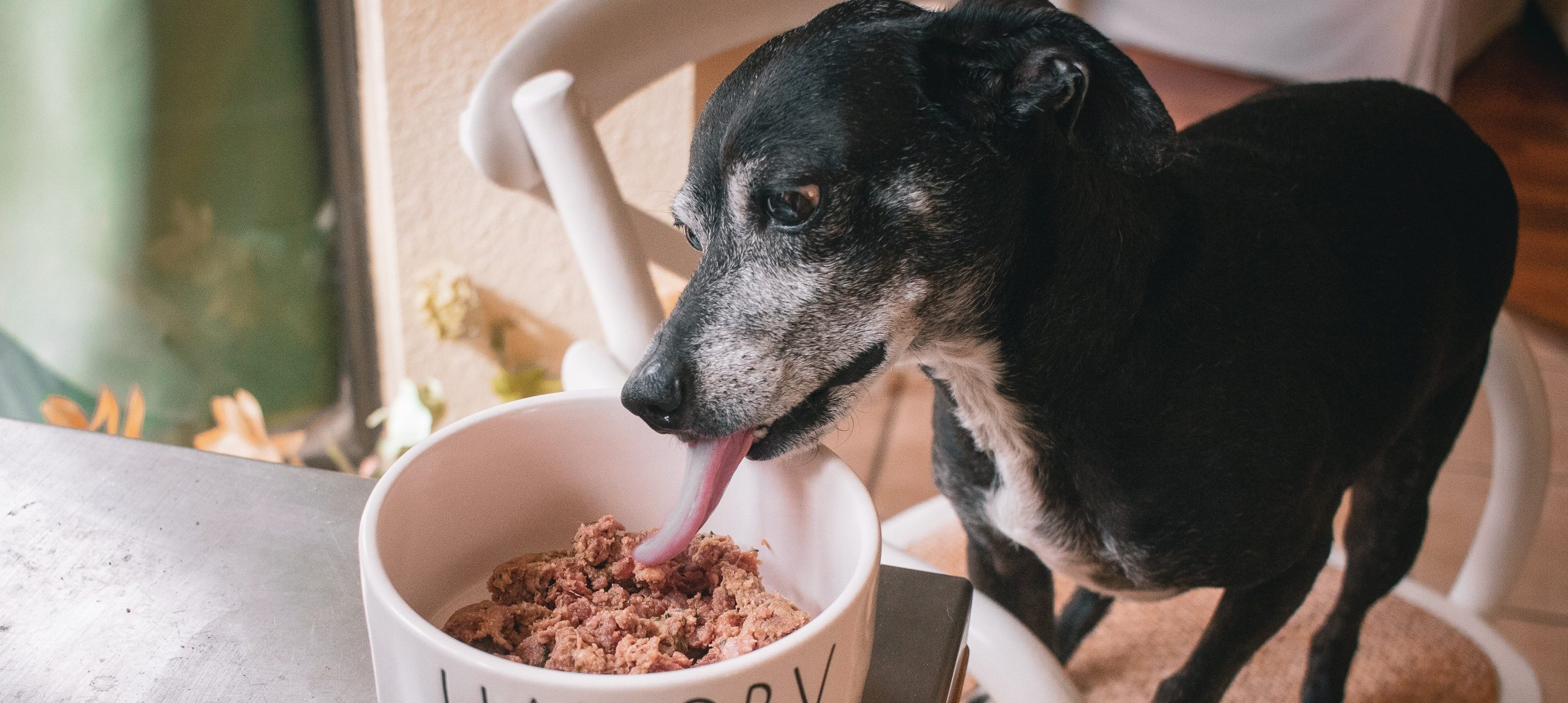 Nature’s Blend Dog Food Canada – Premium Quality Nutrition Locally